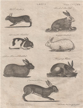 Bunnies (Lepus) - E3