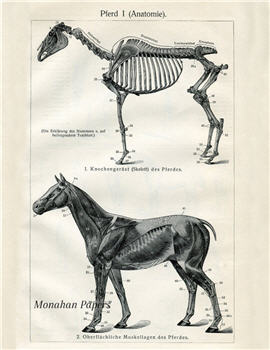 The Horse Skeleton and Musculature - SPS1039