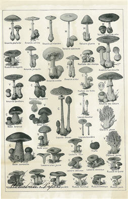 Champignon - Black & White - Mushrooms - SPS384
