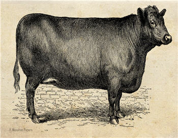Daisy the Cow - SPS860