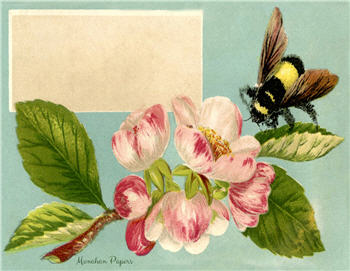 Magnolia Bee - SPS921
