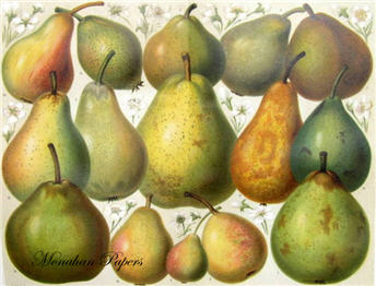 Assorted Pears 2 - X114