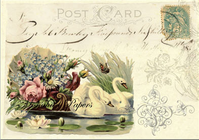 Swan Post Card - X22