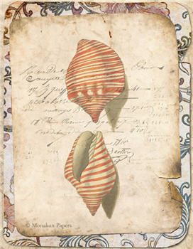 Red Striped Chullas Shell - X284