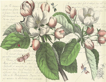 Magnolia Floral - X310