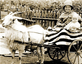 Americana Goat Cart - X36