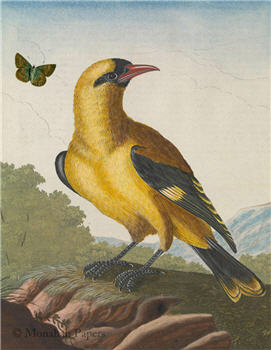 The Yellow Bird - X519