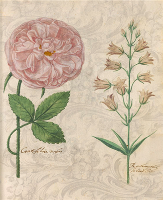 Rosa Centifolia - X910