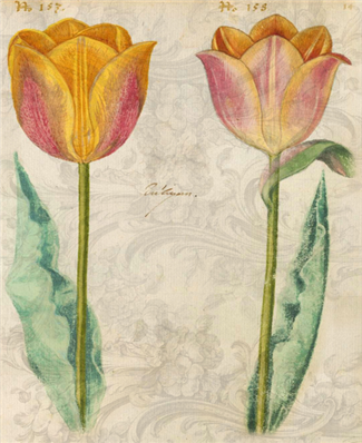 Yellow Tulips - X913